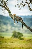 Leopard (Panthera pardus) liegt auf einem schrägen Ast und beobachtet die Kamera, Klein's Camp, Serengeti-Nationalpark; Tansania.