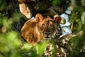 Lioness (Panthera leo) lies in tree looking through branches, Grumeti Serengeti Tented Camp, Serengeti National Park; Tanzania