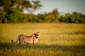 Löwin (Panthera leo) steht im langen Gras und beobachtet die Kamera, Grumeti Serengeti Tented Camp, Serengeti National Park; Tansania.