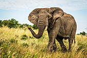 Männlicher afrikanischer Buschelefant (Loxodonta africanus) läuft durch Gras, Cottar's 1920s Safari Camp, Maasai Mara National Reserve; Kenia.