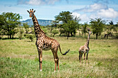 Masai-Giraffe (Giraffa camelopardalis tippelskirchii) steht mit Kalb in der Savanne, Klein's Camp, Serengeti-Nationalpark; Tansania.