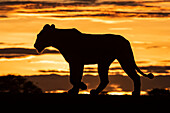 Silhouette einer Löwin (Panthera leo) bei Sonnenaufgang beim Überqueren eines Bergrückens, Grumeti Serengeti Tented Camp, Serengeti National Park; Tansania.