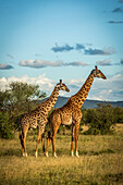 Zwei Masai-Giraffen (Giraffa camelopardalis tippelskirchii) stehen im goldenen Licht, Grumeti Serengeti Tented Camp, Serengeti National Park; Tansania.