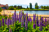 Lupins in Kelowna Park along Lake Okanagan; Kelowna, British Columbia, Canada