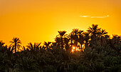 Palm grove at dawn; Soleb, Northern State, Sudan