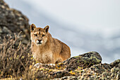 Puma standing in the landscape in Southern Chile; Chile