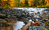 Regenwald und Fluss in Herbstfarben; Oregon, Vereinigte Staaten von Amerika