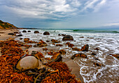 Moeraki Boulders and seaweed on the shore of Koekohe Beach, Otago Coast; South Island, New Zealand