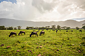 Gnus (Connochaetes taurinus) grasen auf einem Feld im Ngorongoro-Krater, Ngorongoro-Schutzgebiet; Region Arusha, Tansania