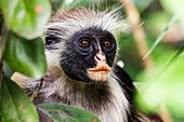 Roter Sansibar-Colobus (Piliocolobus kirkii), Jozani-Nationalpark; Insel Unguja, Sansibar, Tansania.