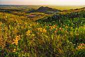 Grasslands National Park with wildflowers at dusk; Val Marie, Saskatchewan, Canada