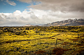 Lava fields with moss covering volcanic rock; Iceland