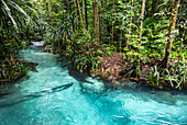 Kali Biru (Blauer Fluss); West Papua, Indonesien