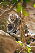 Balinese long-tailed Monkeys (Macaca fascicularis), Ubud Monkey Forest; Bali, Indonesia
