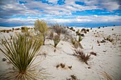 Wüstenpflanzen im White Sands National Monument; Alamogordo, New Mexico, Vereinigte Staaten von Amerika