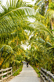 Mann fährt auf einem Motorrad einen von üppigen Palmen gesäumten Weg im Mekong-Flussdelta hinunter; Vietnam