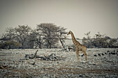 Giraffe und Helmperlhuhn (Numida meleagris), Etosha-Nationalpark; Namibia.