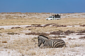 Steppenzebra (Equus quagga) und Safarifahrzeug, Etosha-Nationalpark; Namibia.