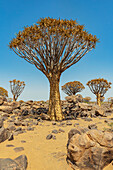 Köcherbäume (Aloidendron dichotomum) im Köcherbaumwald, Gariganus-Farm, in der Nähe von Keetmanshoop; Namibia.