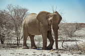 Afrikanischer Elefant (Loxodonta), Etoscha-Nationalpark; Namibia