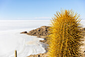Cactus Island in the Salar de Uyuni; Potosi, Bolivia