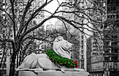 Kranz zum Veteranentag, drapiert auf dem Hals einer Löwenskulptur im November in Manhattan, Bild in Schwarz-Weiß mit Ausnahme des farbigen Kranzes; New York City, New York, Vereinigte Staaten von Amerika.