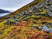 Farbenfrohe Tundra am Hang entlang des Alftafjorour-Fjords; Sudavik, Region Westfjorde, Island