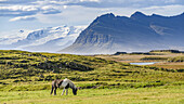 Pferd (Equus Caballus) grasend auf einer Wiese mit den majestätischen Bergen im Hintergrund, Ostisland; Hornafjorour, Ostregion, Island