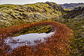 Close-up of snow inside a ring of red plants with small blossoms on the rugged tundra; Grimsnes- og Grafningshreppur, Southern Region, Iceland