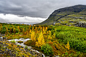 Herbstfarbenes Laub auf den Bäumen und in der Tundra entlang des Berufjorour-Fjords; Djupivogur, östliche Region, Island