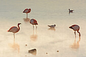 Pink Andean flamingos (Phoenicoparrus andinus) in early morning light and haze; Potosi, Bolivia