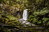 Hopetoun Falls; Buchenwald, Victoria, Australien.