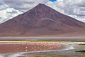 Flamingos an der Laguna Colorada, Eduardo-Avaroa-Nationalpark; Departement Potosi, Bolivien.