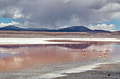 Flamingos an der Laguna Colorada, Eduardo-Avaroa-Nationalpark; Departement Potosi, Bolivien.