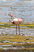Flamingo watet in der Laguna Colorada, Eduardo-Avaroa-Nationalpark; Departement Potosi, Bolivien.