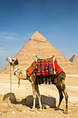 Geschmücktes Kamel und Chephren-Pyramide, Pyramidenkomplex von Gizeh, UNESCO-Welterbe; Gizeh, Ägypten.