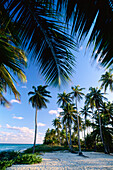 Palm Trees at Sunset, Emerald Palms Resort, South Andros, The Bahamas