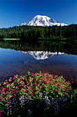 Mt. Rainier Mt. Rainier National Park Washington, USA