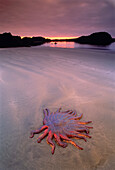 Sonnenblumenstern, Cow Bay Flores Island, Clayoquot Sound British Columbia, Kanada