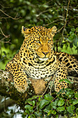 Portrait of leopard (Panthera Pardus) with watchful eyes lying on lichen covered tree branch; Kenya