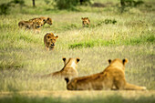 Löwin (Panthera leo) schreitet durch ein Feld mit langem Gras, während der Rest des Rudels zusieht; Tansania