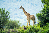 Masai giraffe (Giraffa camelopardalis tippelskirchii) standing between bushes; Kenya