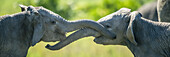 Close-up panoramic of two young elephants (Loxodonta africana) play fighting with their trunks; Kenya