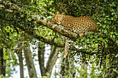 Leopard (Panthera pardus) schlafend auf einem Ast mit herabbaumelndem Bein; Kenia.