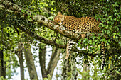 Leopard (Panthera pardus) sleeping on tree branch with leg dangling down; Kenya