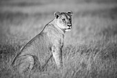 Schwarz-Weiß-Porträt einer Löwin (Panthera leo), die im langen Gras in der Savanne von Grumeti sitzt; Tansania.