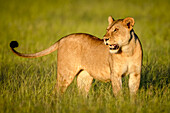 Nahaufnahme einer Löwin (Panthera leo), die im langen Gras in der Savanne steht, den Kopf dreht und in die Ferne blickt; Tansania.