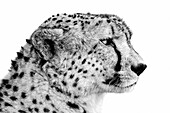 Schwarz-Weiß-Porträt einer Nahaufnahme des Kopfes eines Geparden (Acinonyx jubatus); Tansania.