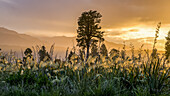 Glühender Sonnenuntergang über der Vegetation am Lake Matheson, einem kleinen See in Südwestland, Neuseeland, in der Nähe der Ortschaft Fox Glacier. Er ist berühmt für seine reflektierende Aussicht auf Aoraki/Mount Cook und Mount Tasman; Südinsel, Neuseeland