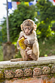 Portrait of a male, baby macaque monkey (Macaca) sitting on a ledge, playing with a leaf with brightly colored prayer flags in the background on a sunny day at the Swayambhunath Stupa, Monkey Temple; Kathmandu, Nepal